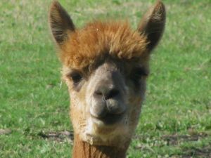 Yeah, I'm cute, that's right.