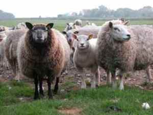 The Lord is my Shepherd