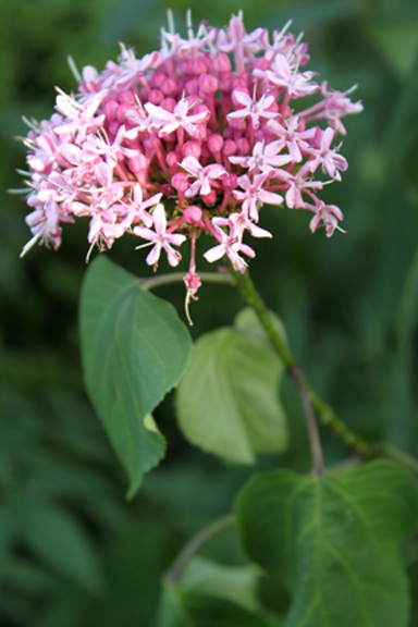 Beauty from Mom's Garden